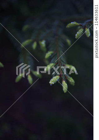 new twigs grow on a coniferous tree 114633611