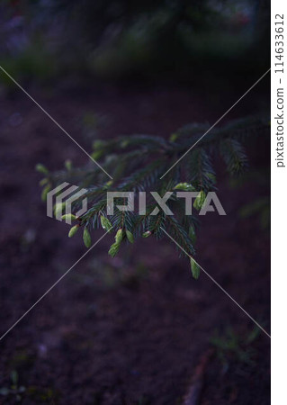 new twigs grow on a coniferous tree new twigs grow on a coniferous tree 114633612