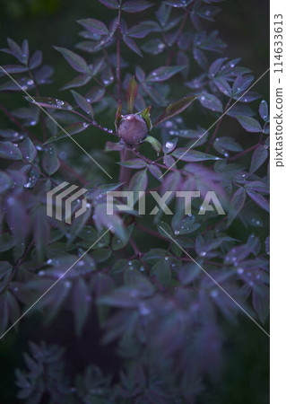peony leaves and bud covered with raindrops, plant background peony leaves and bud covered with raindrops, plant background 114633613