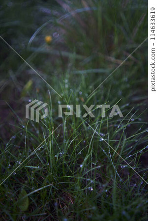 grass covered with dew, plant background grass covered with dew, plant background 114633619