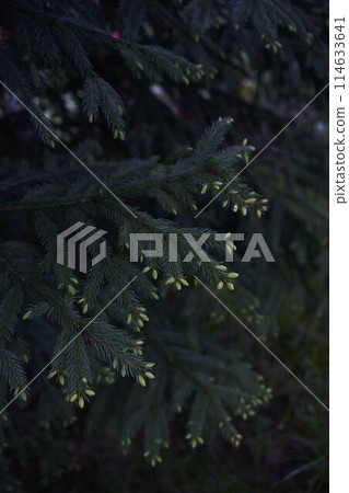 new twigs grow on a coniferous tree 114633641