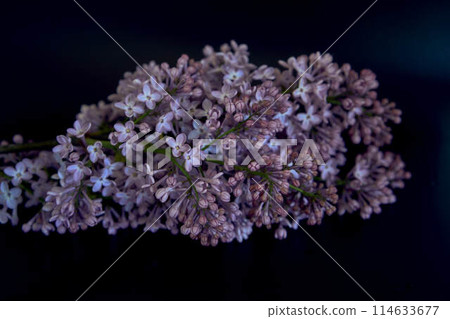 a bouquet of lilacs in a crystal vase in the interior 114633677