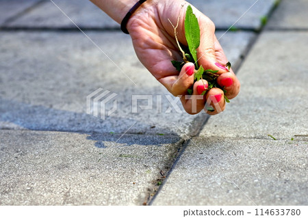 A woman's hand with a red manicure pulls weeds out of the yard concrete slabs A woman's hand with a red manicure pulls weeds out of the yard concrete slabs 114633780