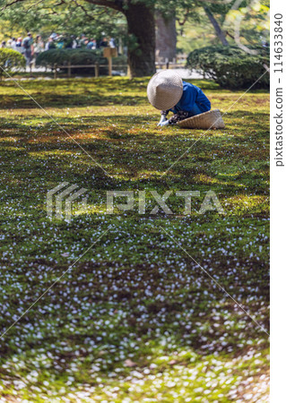 A person tending to a mossy spring garden A person tending to a mossy spring garden 114633840