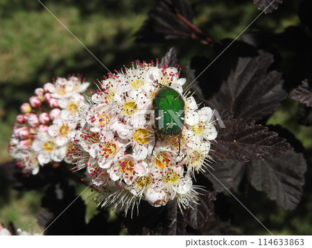 American spirea: "Diavolo species" with leaves that resemble red shiso 114633863