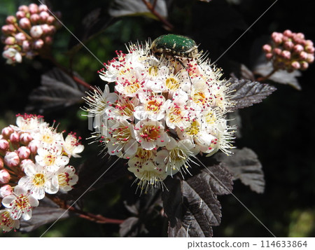 American spirea: "Diavolo species" with leaves that resemble red shiso American spirea: "Diavolo species" with leaves that resemble red shiso 114633864
