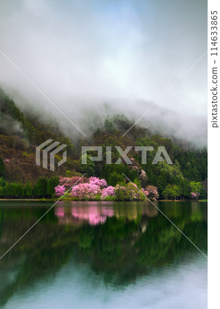 [中綱湖]晨霧與大山櫻[大町市] 114633865