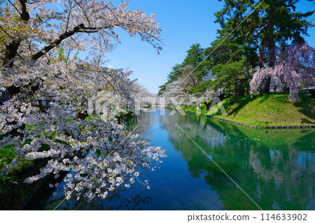 Hirosaki Castle - Cherry blossoms in full bloom and the scenery reflected on the water - Sakura Festival 114633902