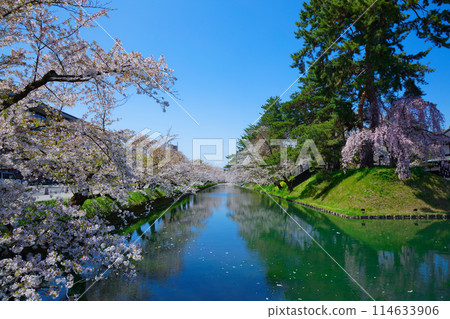 Hirosaki Castle - Cherry blossoms in full bloom and the scenery reflected on the water - Sakura Festival 114633906