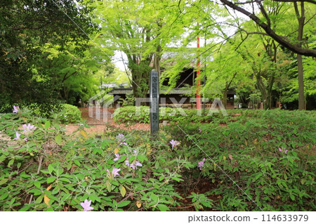 Muko-Jinja Shinto Shrine in Muko City of Kyoto Japan. Founded in the year 718 by the Mutobe clan as requested by Emperor Jinmu. Its design was copied by the Meiji Jingu in Tokyo. Muko-Jinja Shinto Shrine in Muko City of Kyoto Japan. Founded in the year 718 by the Mutobe clan as requested by Emperor Jinmu. Its design was copied by the Meiji Jingu in Tokyo. 114633979