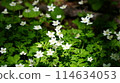 Kamikochi Nirinso 114634053