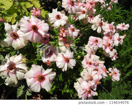 Ranunculus Lux, with shiny petals Ranunculus Lux, with shiny petals 114634076