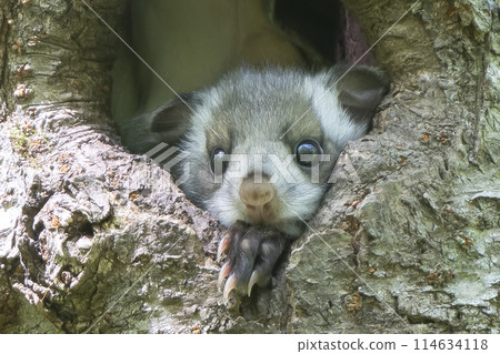 A baby flying squirrel curious about the outside world A baby flying squirrel curious about the outside world 114634118