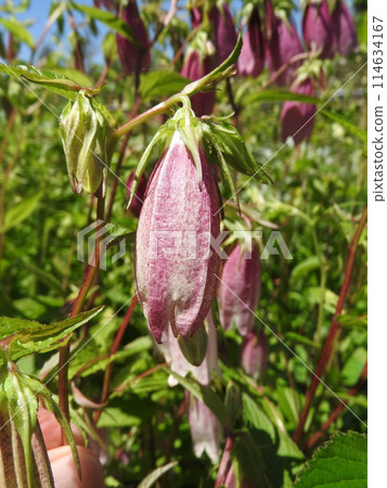 Campanula (Silver Bell) Campanula (Silver Bell) 114634167