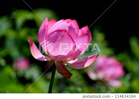 夏季早晨風景與美麗的蓮花盛開 114634184