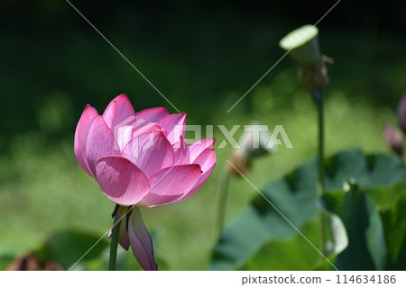 夏季早晨風景與美麗的蓮花盛開 夏季早晨風景與美麗的蓮花盛開 114634186