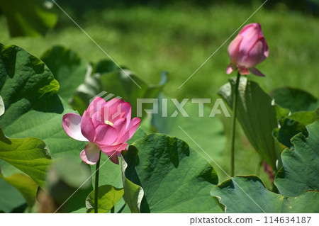 夏季早晨風景與美麗的蓮花盛開 夏季早晨風景與美麗的蓮花盛開 114634187