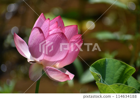 Summer morning landscape with beautiful lotus flowers in bloom Summer morning landscape with beautiful lotus flowers in bloom 114634188