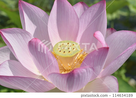 夏季早晨風景與美麗的蓮花盛開 夏季早晨風景與美麗的蓮花盛開 114634189