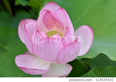 夏季早晨風景與美麗的蓮花盛開 114634191