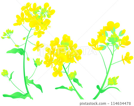 油菜花向量圖 油菜花向量圖 114634478