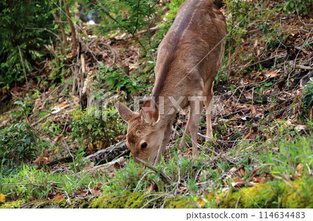 Japanese wild deer in Takaragaike Park in Kyoto Japan, came down from the mountains looking for food 114634483