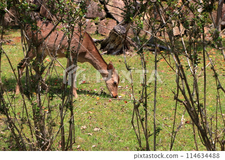 Japanese wild deer in Takaragaike Park in Kyoto Japan, came down from the mountains looking for food 114634488