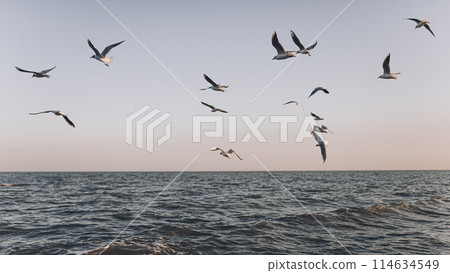 Seagulls fly over the sea at sunset Seagulls fly over the sea at sunset 114634549