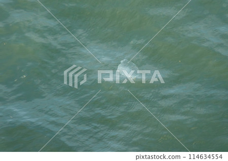 水母被海浪吞噬 水母被海浪吞噬 114634554