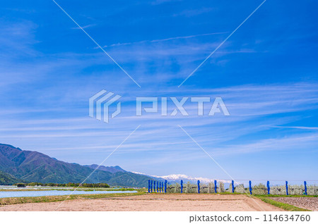 Spring white blossoms in apple and watermelon fields Spring white blossoms in apple and watermelon fields 114634760