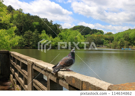 A hato pigeon sitting on a fence next to Takaragaike lake in Takaragaike Park in Kyoto Japan with mountains in the distance covered by green trees A hato pigeon sitting on a fence next to Takaragaike lake in Takaragaike Park in Kyoto Japan with mountains in the distance covered by green trees 114634862