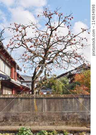 Persimmon tree with persimmons 114634998