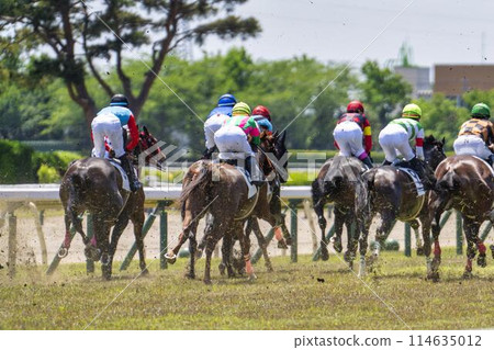 Scenery of a horse racing track: Horses running in a straight line, Niigata City, Niigata Prefecture 114635012