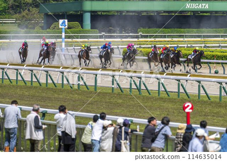 Scenery of a horse racing track: Horses running in a straight line, Niigata City, Niigata Prefecture Scenery of a horse racing track: Horses running in a straight line, Niigata City, Niigata Prefecture 114635014