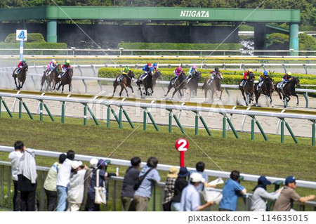 Scenery of a horse racing track: Horses running in a straight line, Niigata City, Niigata Prefecture Scenery of a horse racing track: Horses running in a straight line, Niigata City, Niigata Prefecture 114635015