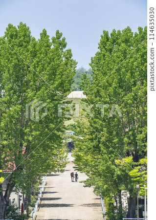新潟縣新潟市賽馬場的馬厩和拉馬 新潟縣新潟市賽馬場的馬厩和拉馬 114635030