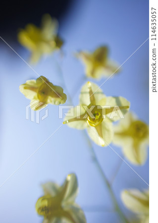 花的語言是「超越海洋」。黃花錨草。綻放出熱情的話語“我會抓住你” 花的語言是「超越海洋」。黃花錨草。綻放出熱情的話語“我會抓住你” 114635057