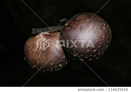 Glossy natural shiitake mushroom caps growing perfectly round in the shadows of a dark forest (black background, natural light & strobe, macro lens close-up) Glossy natural shiitake mushroom caps growing perfectly round in the shadows of a dark forest (black background, natural light & strobe, macro lens close-up) 114635058