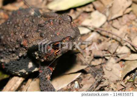 黃昏時森林中日本蟾蜍的頭在枯葉上移動（雌性，自然光+閃光燈，微距特寫攝影） 114635071