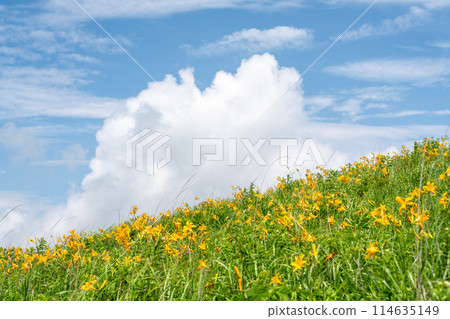 [Nagano Prefecture] Blue sky and day lilies in full bloom (July) 114635149