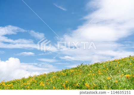 [長野縣] 藍天和黃花菜盛開（7月） 114635151