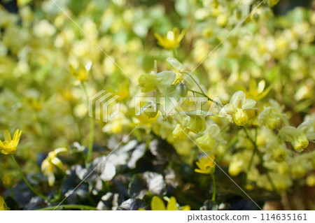 金色的花田，黃花錨草和姬立金花盛開。以「海的彼岸」、「相逢之喜」為花語。 114635161