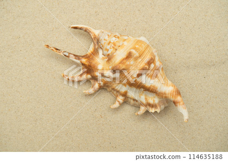 Beautiful conch shell on sand. 114635188