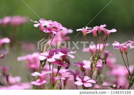 Pretty roadside wildflowers 114635189