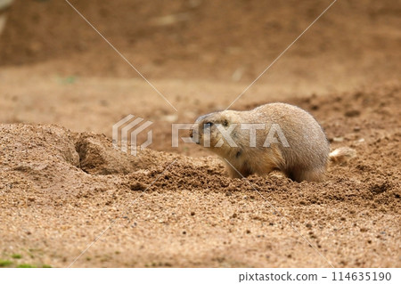 A prairie dog repairing its burrow with dirt on its nose 114635190