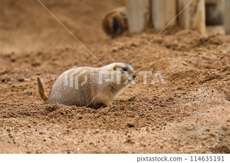 Prairie dog with dirt on its nose Prairie dog with dirt on its nose 114635191