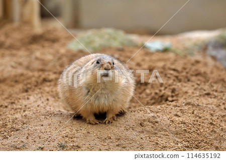 A round prairie dog with dirt on its face A round prairie dog with dirt on its face 114635192