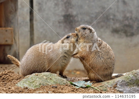 土撥鼠交流 114635195