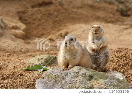 Two prairie dogs side by side Two prairie dogs side by side 114635196