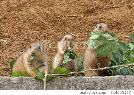 Prairie dogs eating leaves side by side 114635197